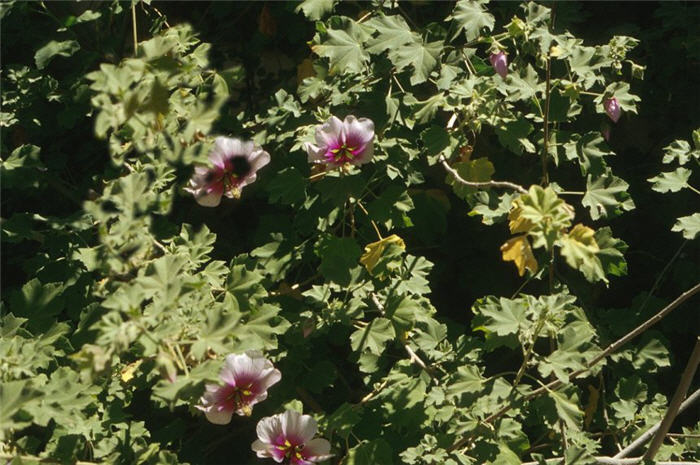 Plant photo of: Lavatera maritima