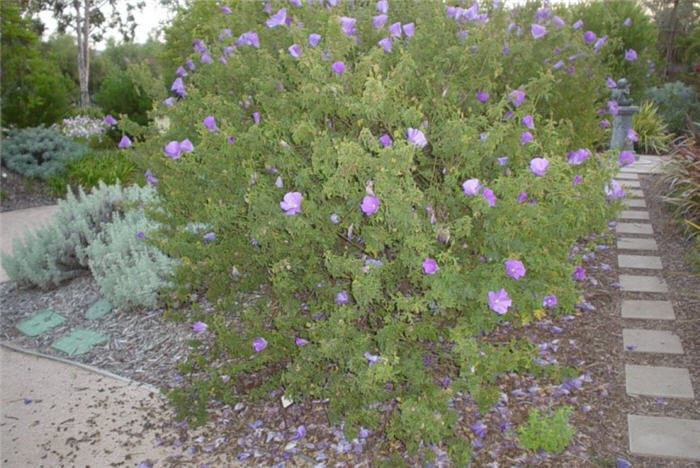 Plant photo of: Alyogyne huegelli 'Purple Delight'