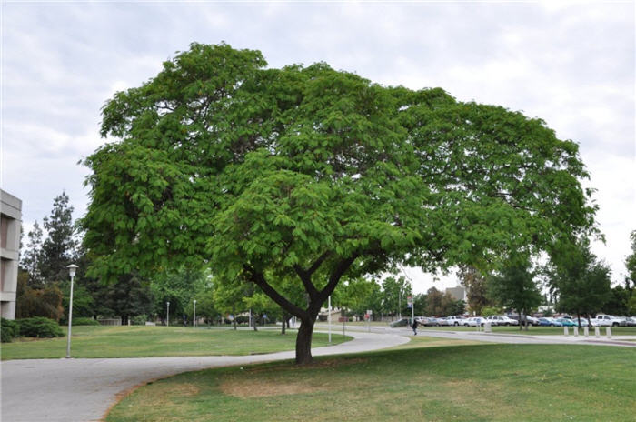 Plant photo of: Albizia julibrissin