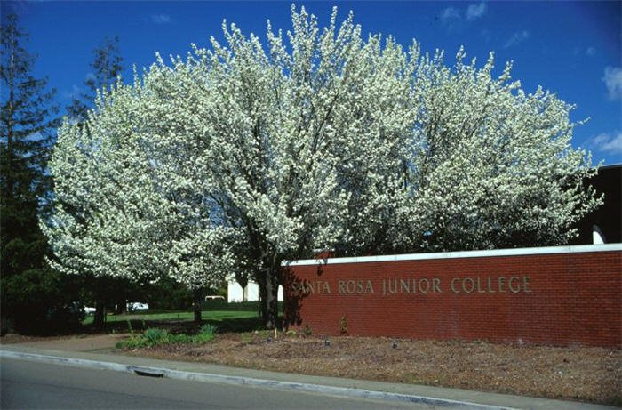 Pyrus calleryana 'Bradford'