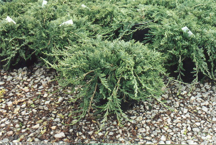 Juniperus horizontalis 'Wiltonii'