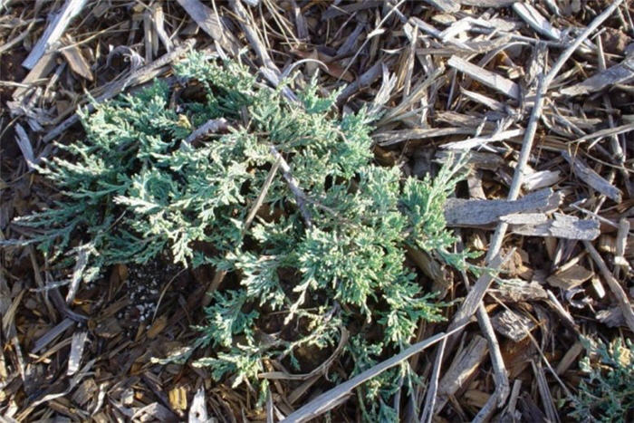 Plant photo of: Juniperus horizontalis 'Wiltonii'