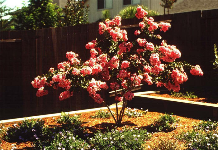 Lagerstroemia 'Potomac'