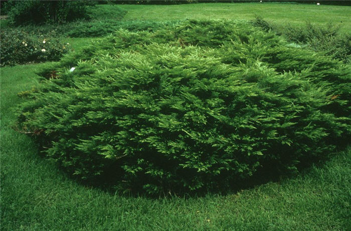 Arcadia Ground Cover Juniper