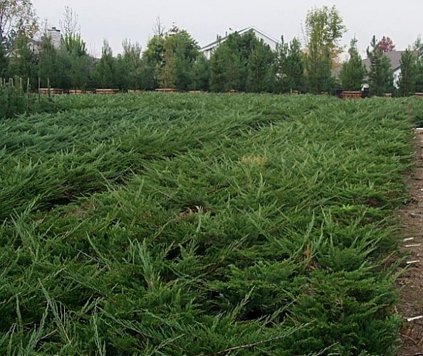 Buffalo Ground Cover Juniper