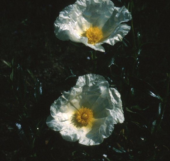 Cistus ladanifer v. latifolius