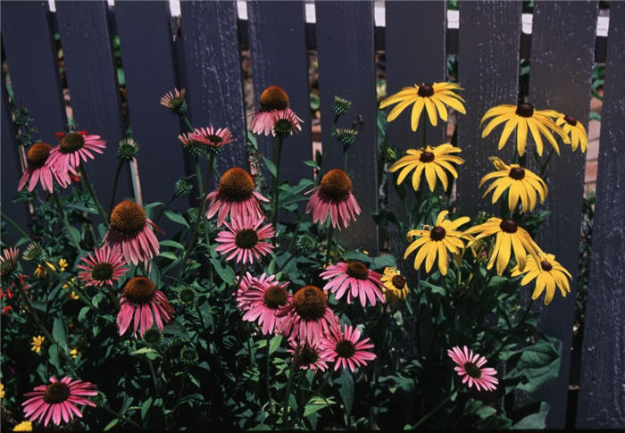 Echinacea purpurea