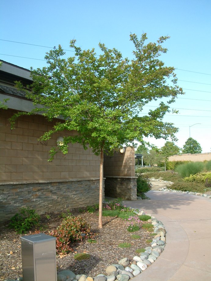 Lagerstroemia indica