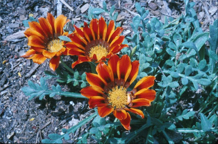 Gazania 'Copper King'