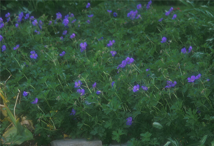 Geranium 'Johnson's Blue'