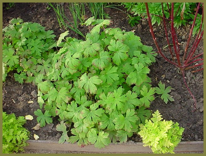 Plant photo of: Geranium 'Johnson's Blue'