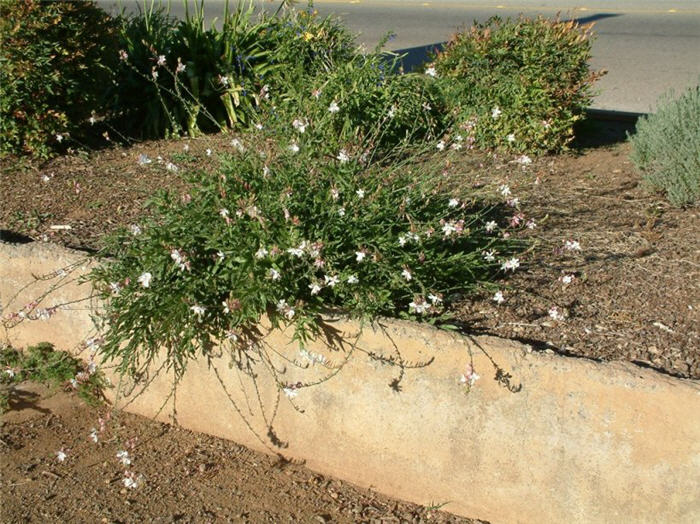 White Gaura