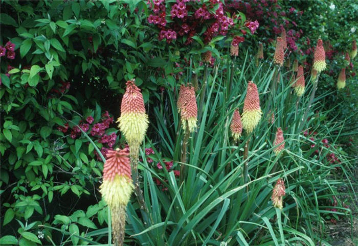 Red-Hot Poker, Torch Lily