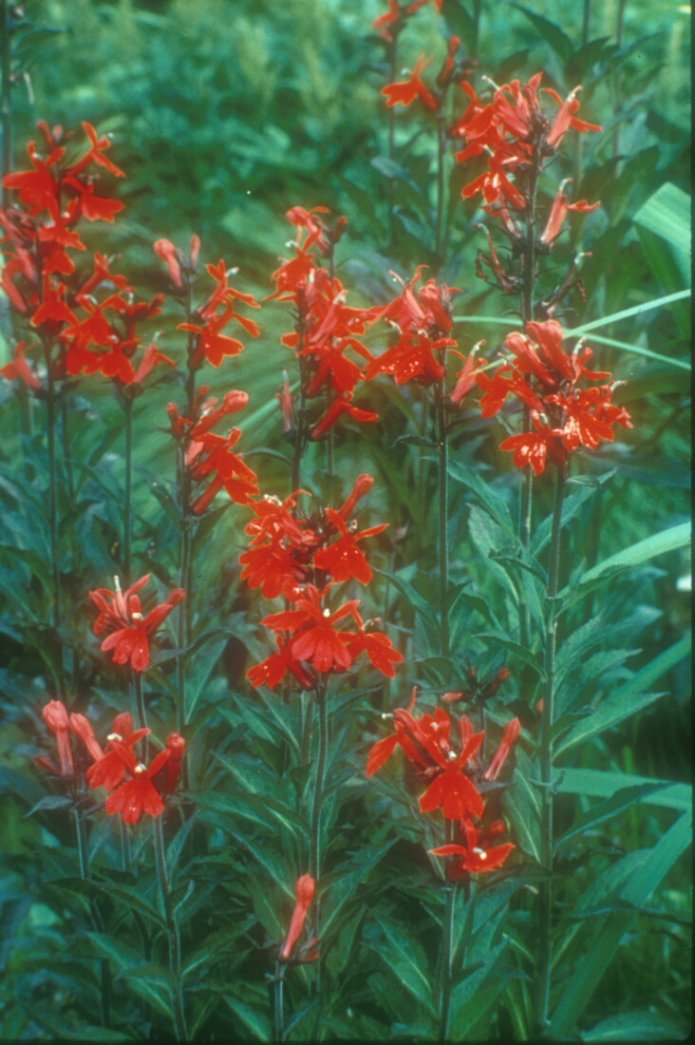 Lobelia cardinalis