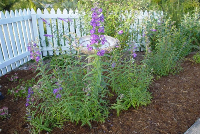 Plant photo of: Penstemon hybrids selection