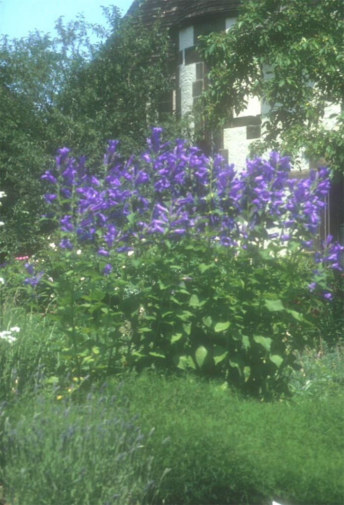 Plant photo of: Campanula latifolia