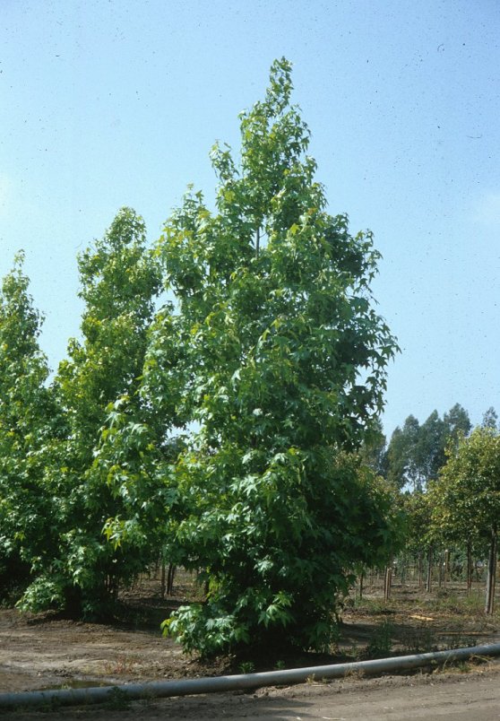 Liquidambar styraciflua