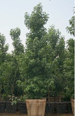 Plant photo of: Liquidambar styraciflua 'Burgundy'