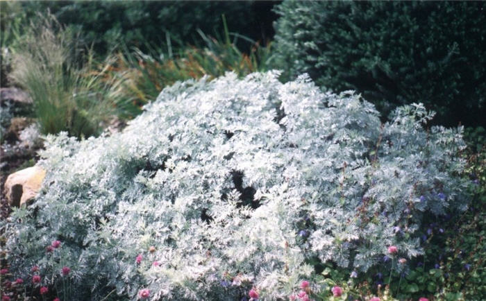 Plant photo of: Artemisia schmidtiana 'Silver Mound'