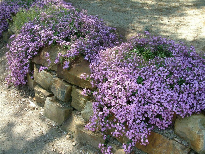 Plant photo of: Saponaria ocymoides