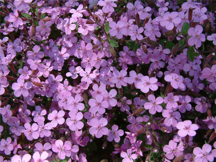 Plant photo of: Saponaria ocymoides