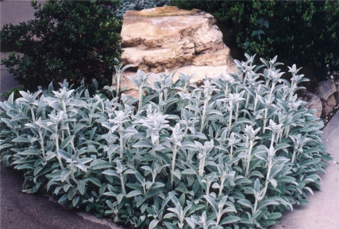 Stachys byzantina 'Silver Carpet'