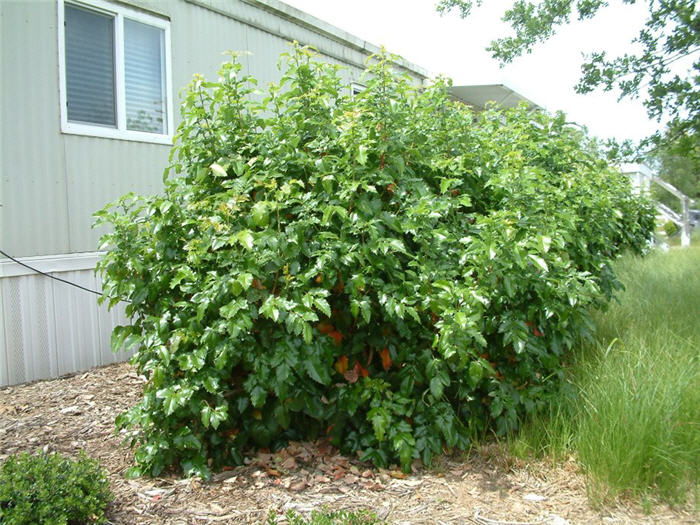 Plant photo of: Berberis aquifolium