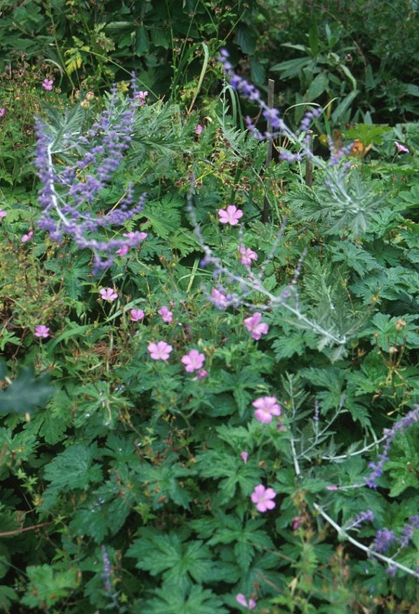 Plant photo of: Geranium endressii