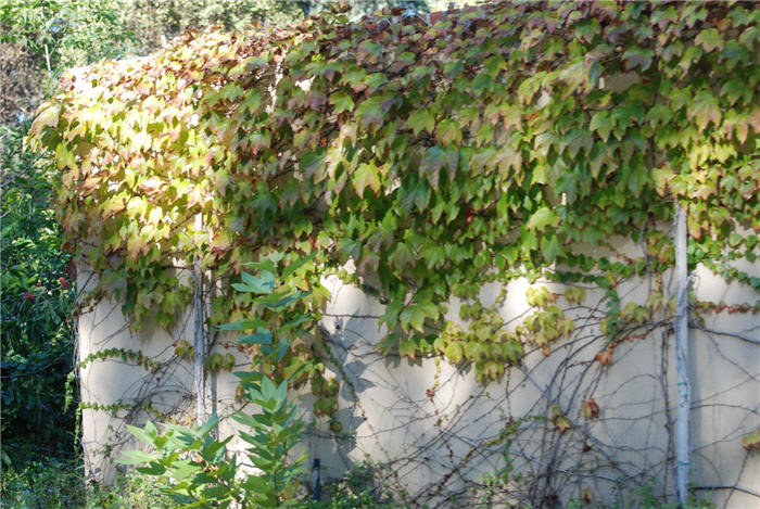 Parthenocissus tricuspidata