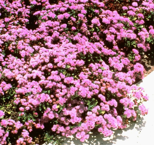 Ageratum houstonianum