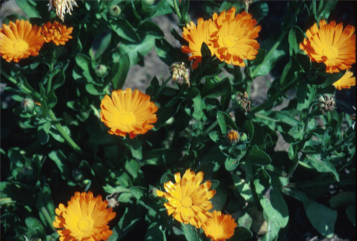 Calendula, Pot Marigold