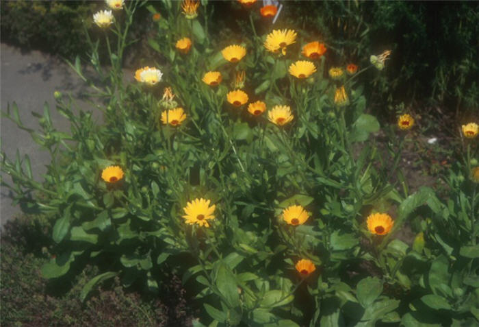 Plant photo of: Calendula officinalis