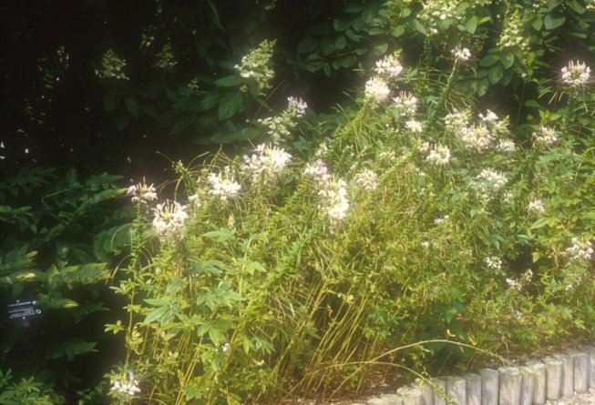 Plant photo of: Cleome hasslerana