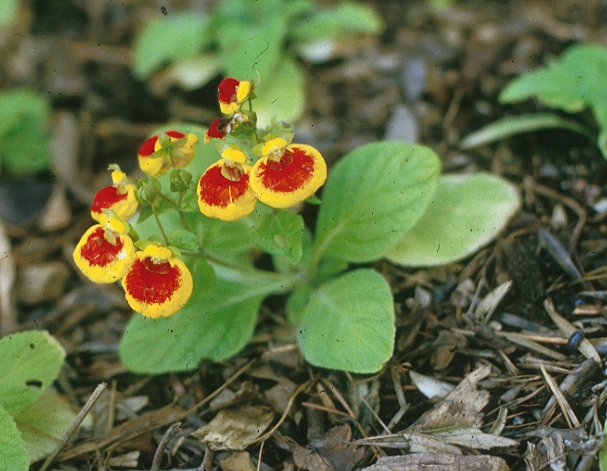 Calceolaria cultivar