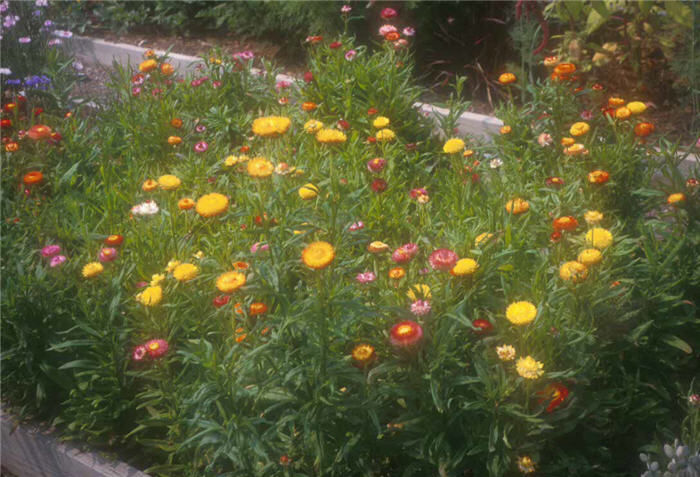 Strawflower, Everlasting