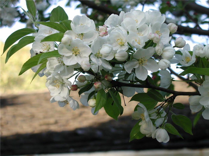 Plant photo of: Malus 'Snowdrift'