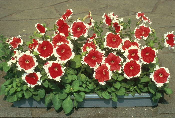 Petunia hybrid selection