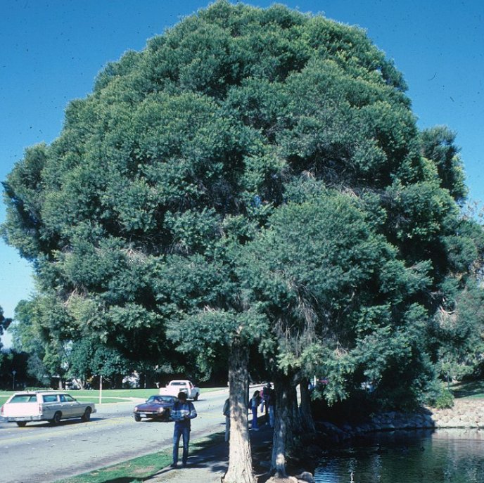 Flaxleaf Paperbark