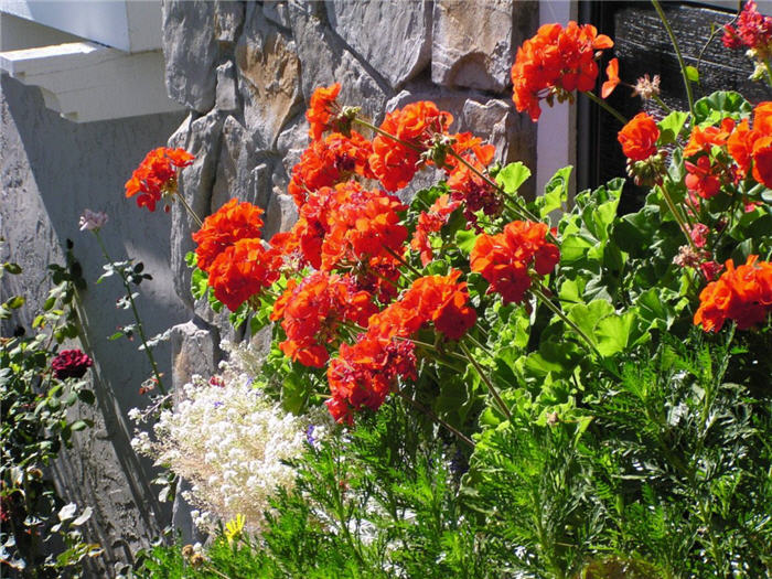 Garden or Common Geranium