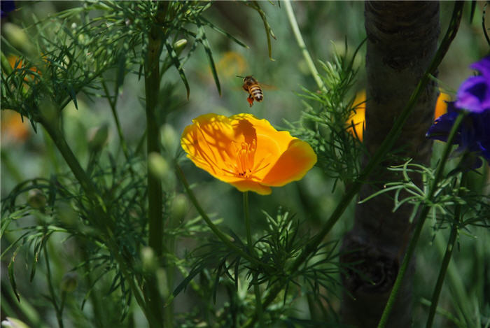 Plant photo of: Eschscholzia californica