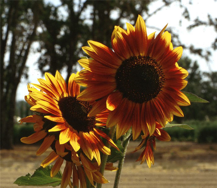 Plant photo of: Helianthus annuus