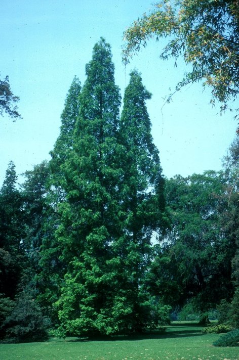 Metasequoia glyptostroboides