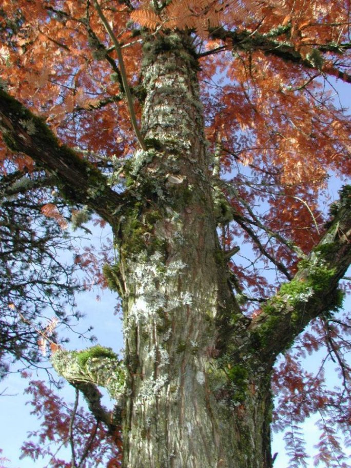 Plant photo of: Metasequoia glyptostroboides