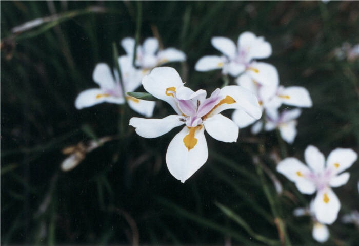 Plant photo of: Dietes iridioides