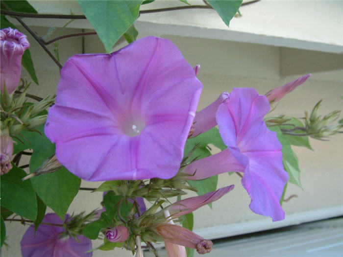 Ipomoea purpurea