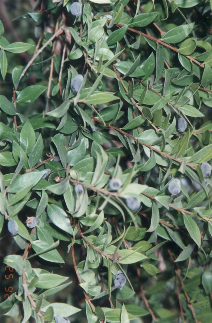 Myrtus communis