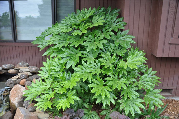 Fatsia japonica