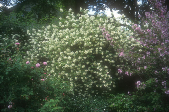 Philadelphus 'Virginalis'