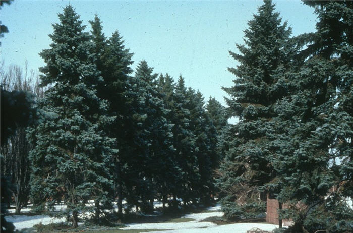 Picea pungens