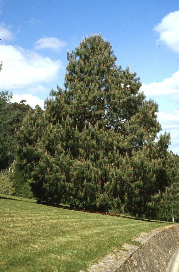 Pinus patula